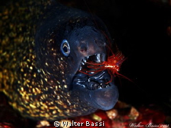 Cleaning by Walter Bassi 